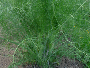 Fenykl obecný (Foeniculum vulgare)