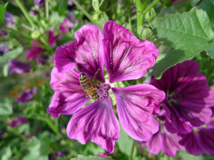 Sléz maurský (Malva mauritiana)