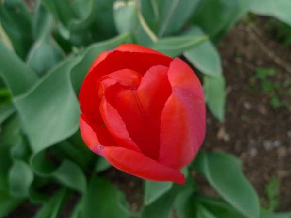 Tulipán zahradní (Tulipa x gesneriana )