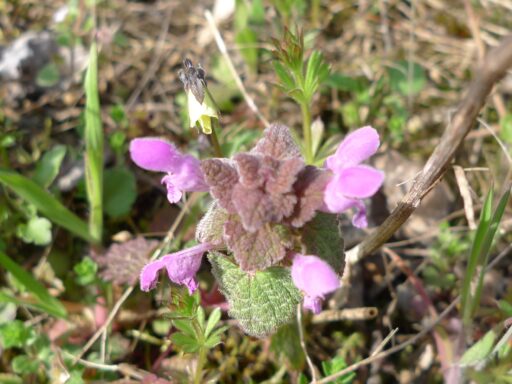 Hluchavka nachová (Lamium purpureum)