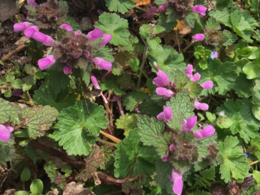 Hluchavka nachová (Lamium purpureum)