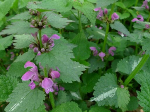 Hluchavka skvrnitá (Lamium maculatum)