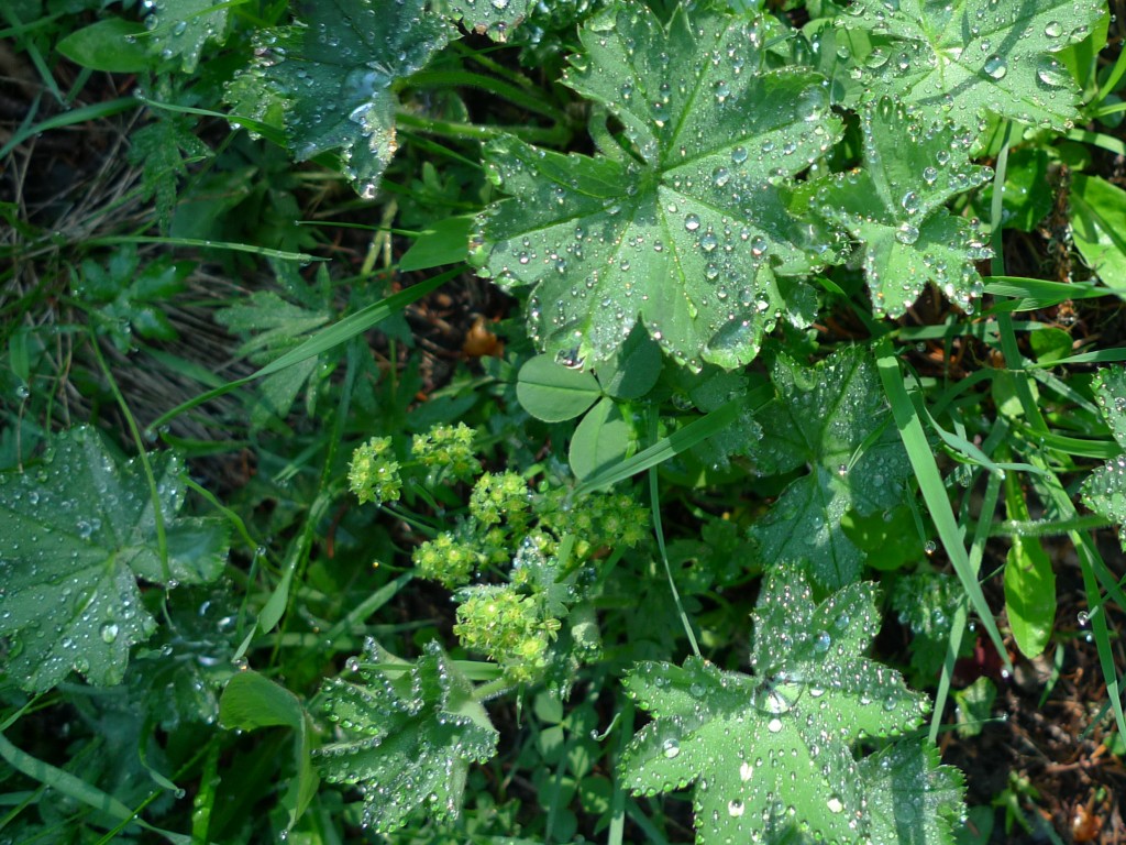 Kontryhel pastvinný (Alchemilla monticola)